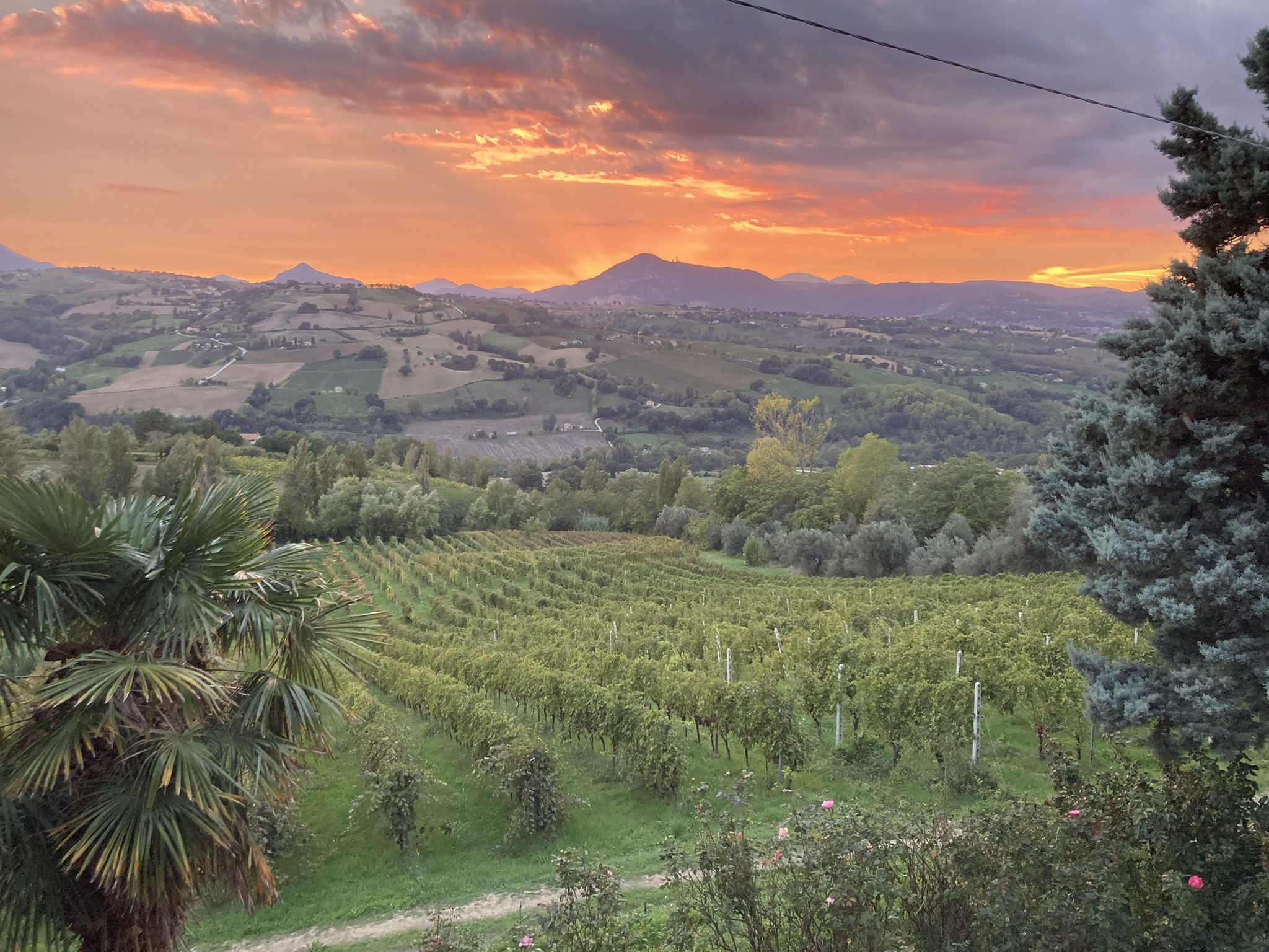 Sunset Villa Verdicchio
