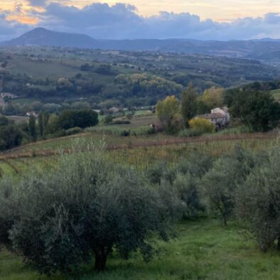 Maak een wandelingetje door de olijfgaard en proef onze eigen Villa Verdicchio olijfolie.
