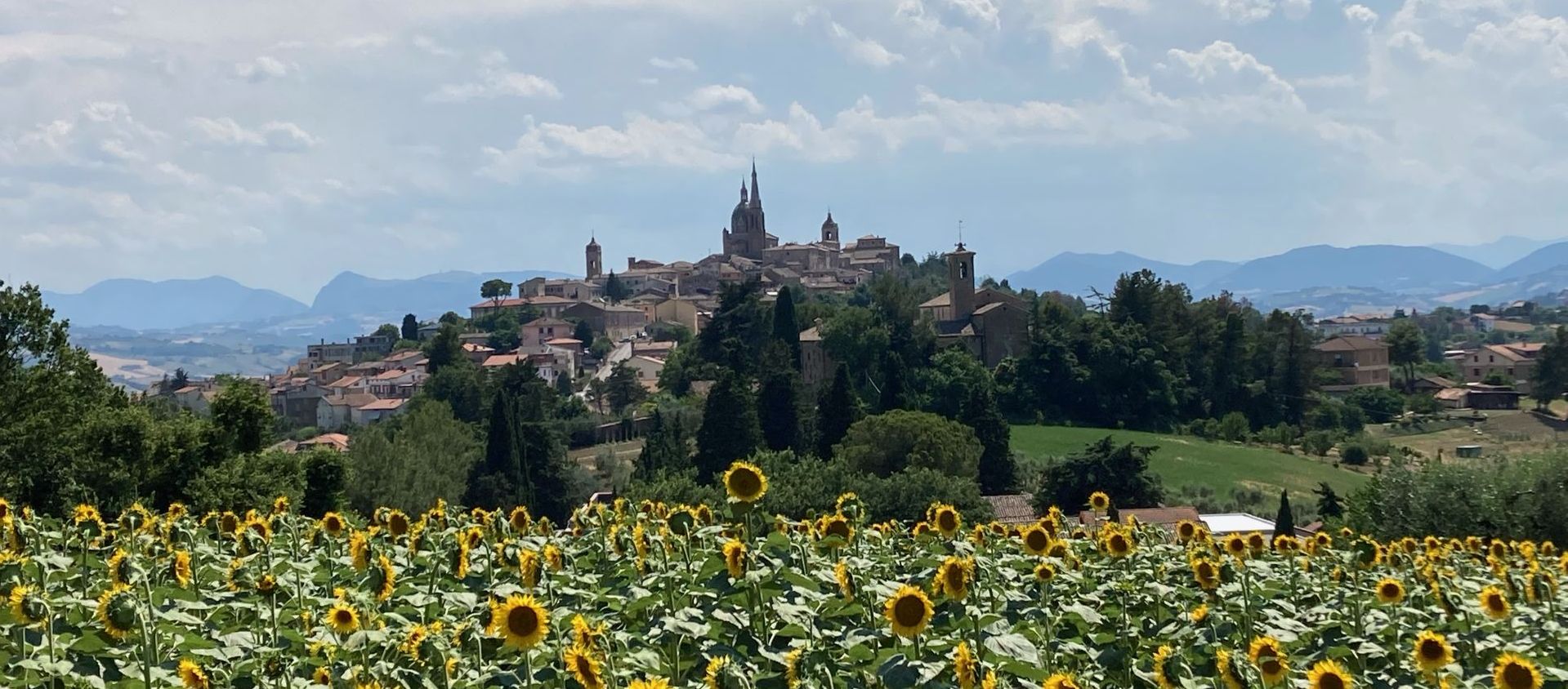 Verdicchio di Castelli di Jesi - Ostra
