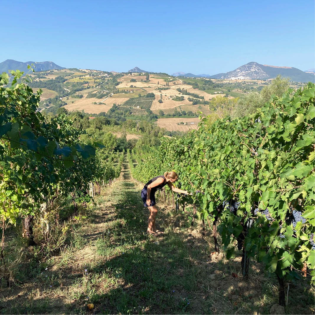 Enotourist in vineyard at Villa Verdicchio