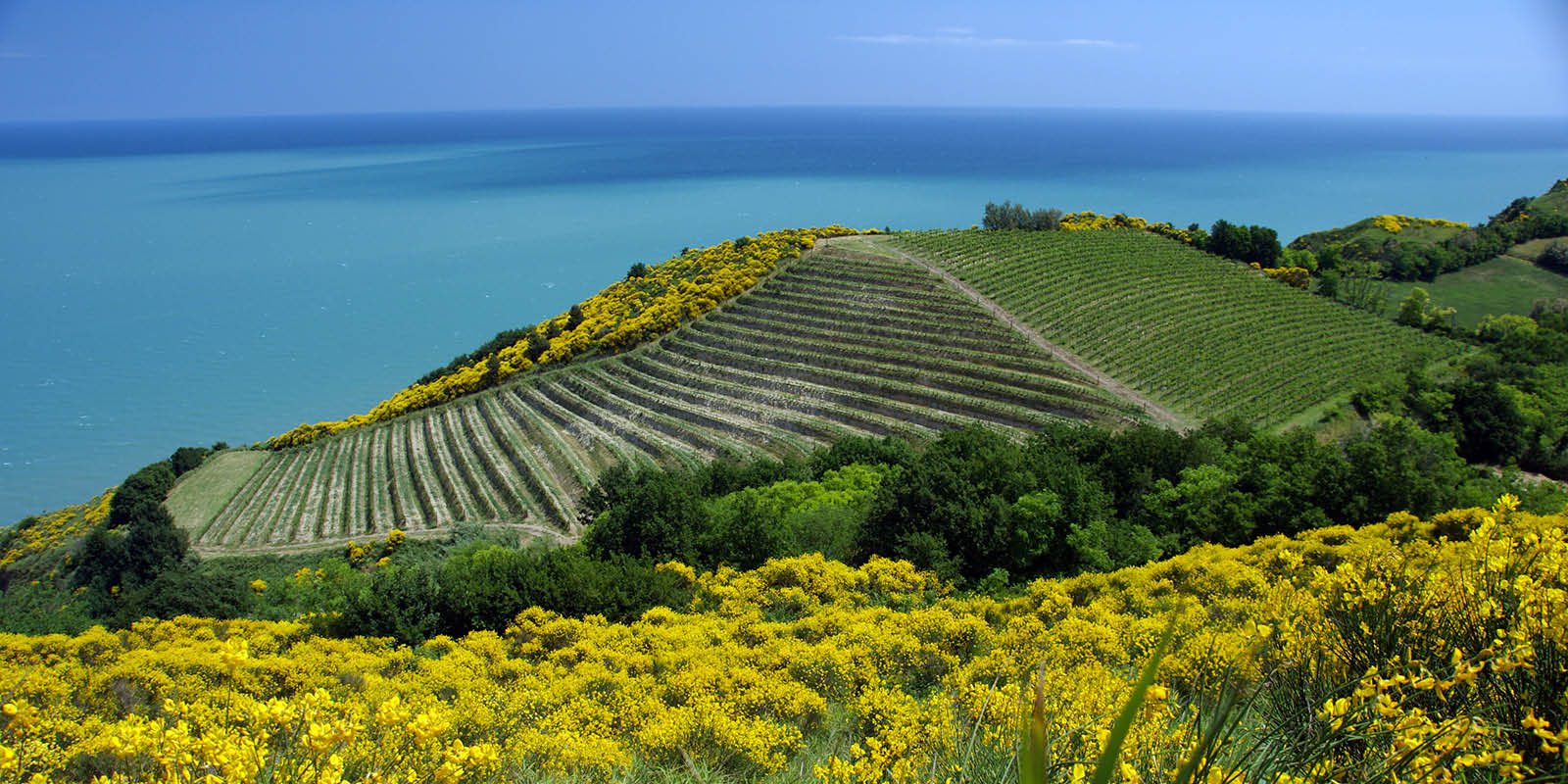 Mancini vini in Pesaro view on vineyard and Adriatic coast