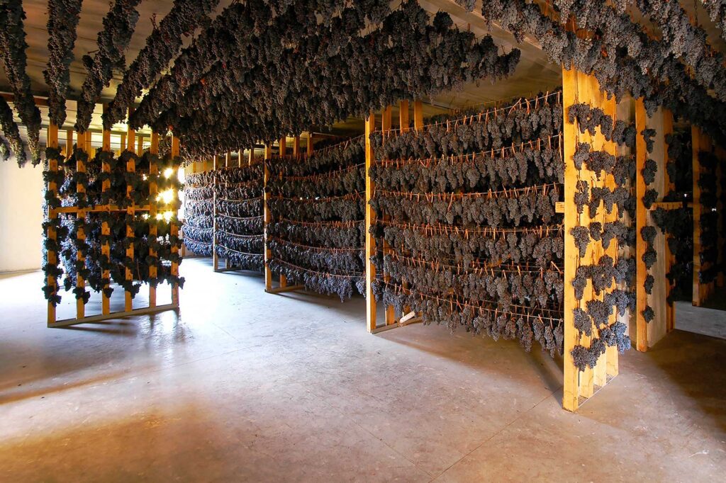 Vernaccia di Serrapetrona DOC & DOCG-drying grapes