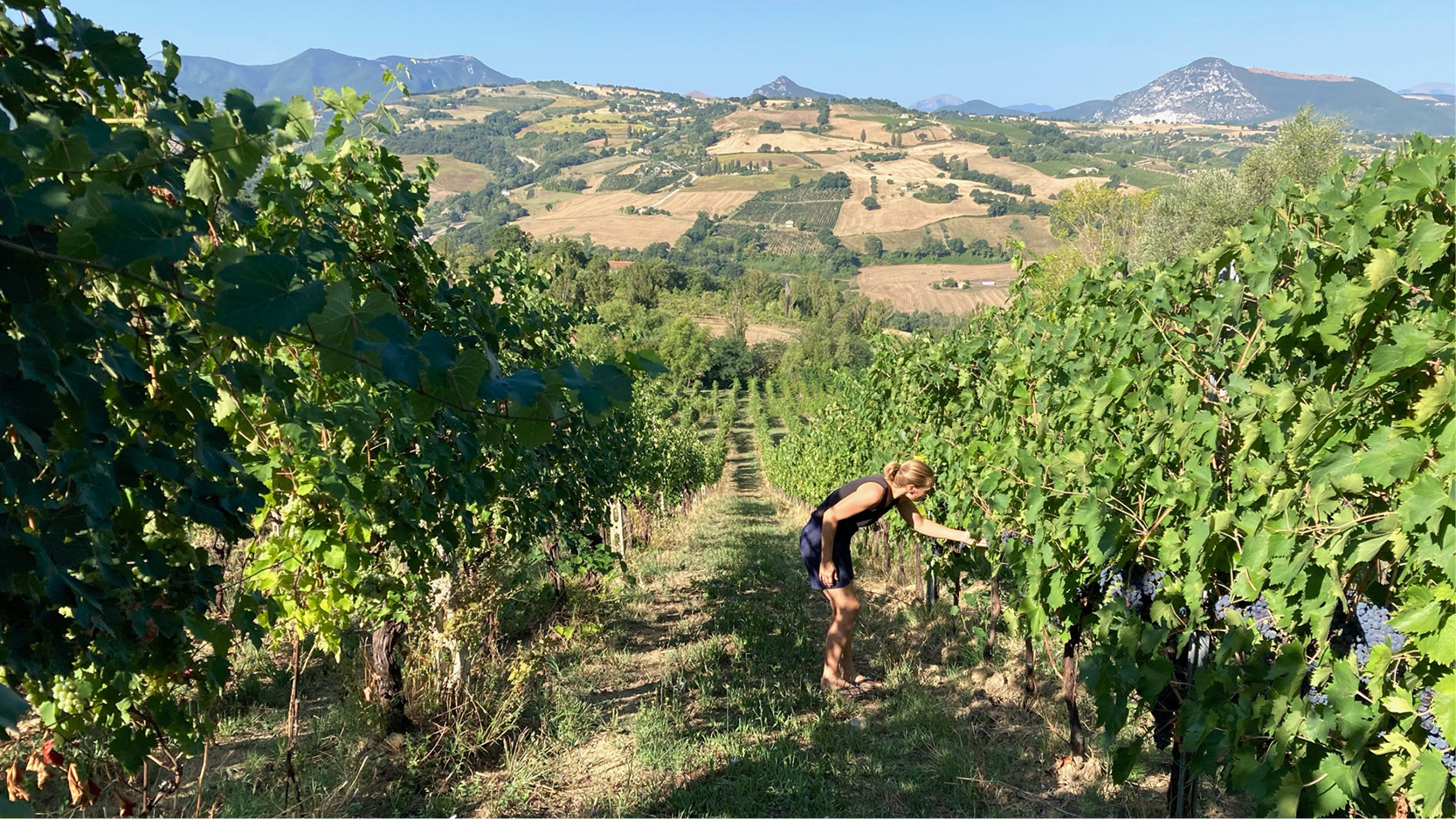 Vakantie van een wijnliefhebber die een wandeling maakt door Verdicchio wijngaarden