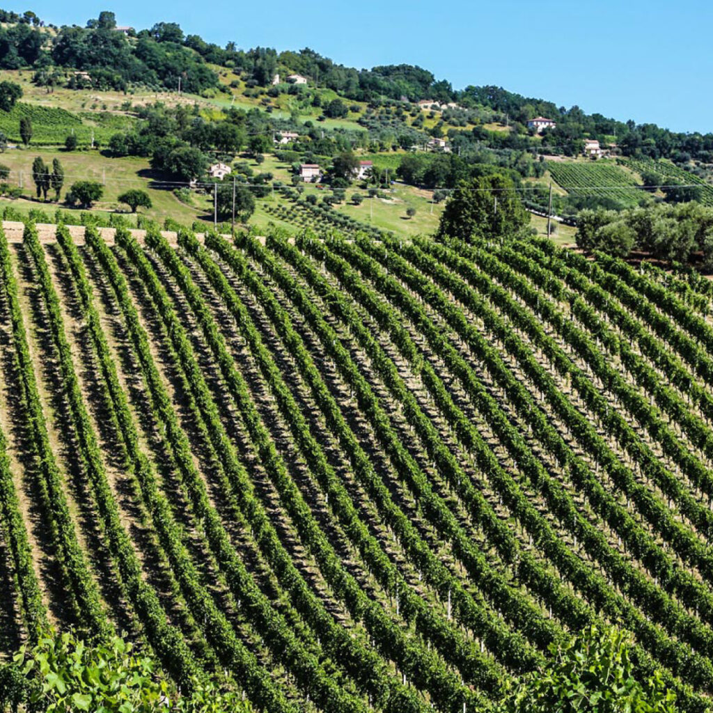 wijngaarden van Cherubini in Cupramontana