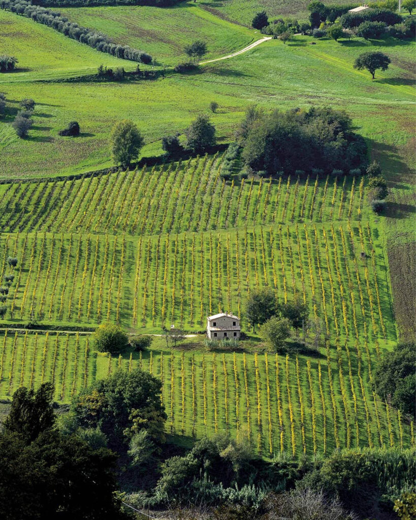 Riserva Vignard of Sparapani - this is used for their Riserva Cloe