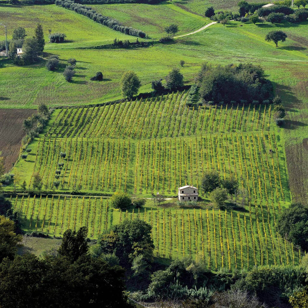 Vineyard of Cantina Sparapani