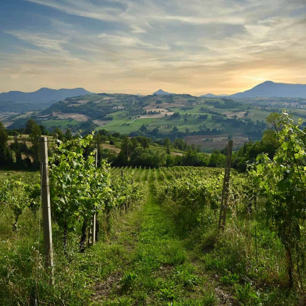 Explore Verdicchio winecountry