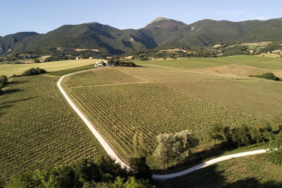 Verdicchio di Matelica Bisci 900x600H Bisci - Verdicchio di Matelica